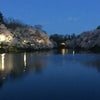 お花見❸井の頭公園の画像