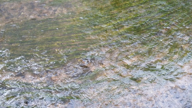 日本の水草　琵琶湖産ササバモ