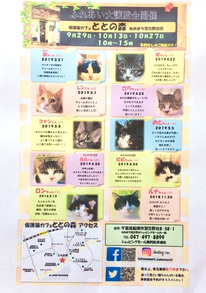 ふれあい大譲渡会開催 9月29日 10時 15時 里親募集型 保護猫カフェ ととの森