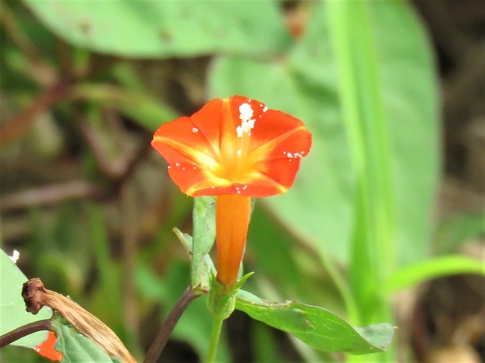 9月28日、朝顔に似た小さな花。 素人が作る【野草・雑草、花の図鑑】