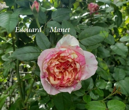 咲きはじめたクロードモネ ガーデン ガーデン 発売 ママの薔薇のブログ