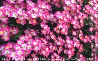 お花の写真のカレンダー壁紙版 2019年10月号 並木順子のお花の写真日記
