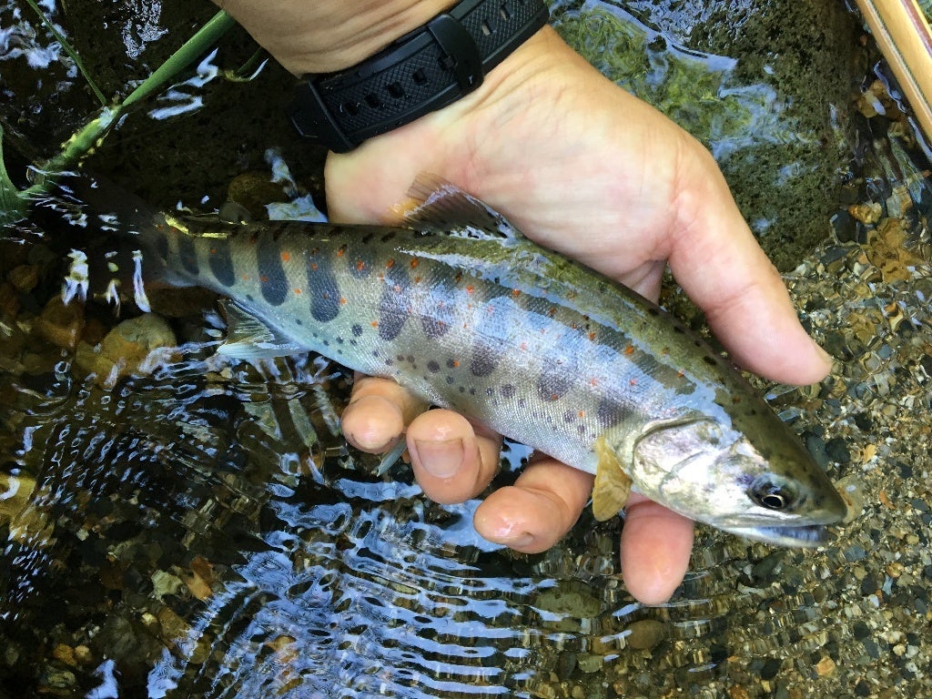 禁漁までの魚の記事画像