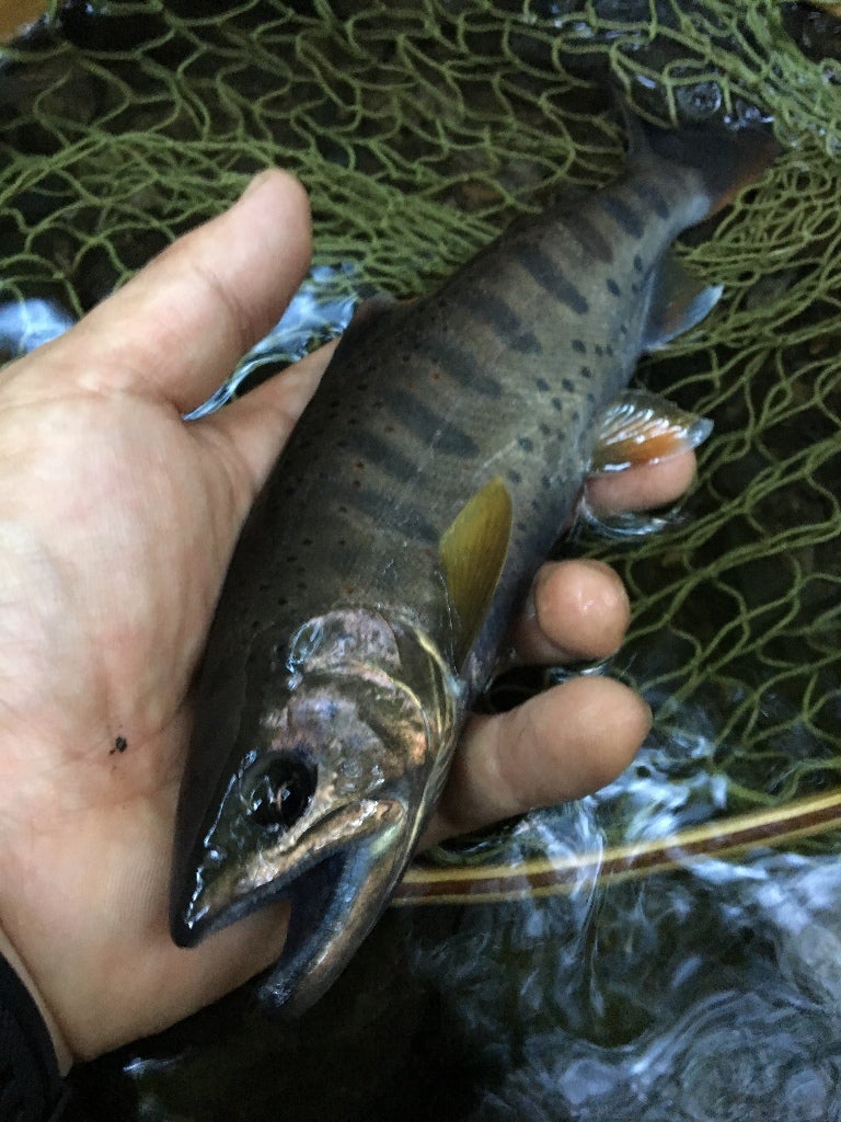 禁漁までの魚の記事画像