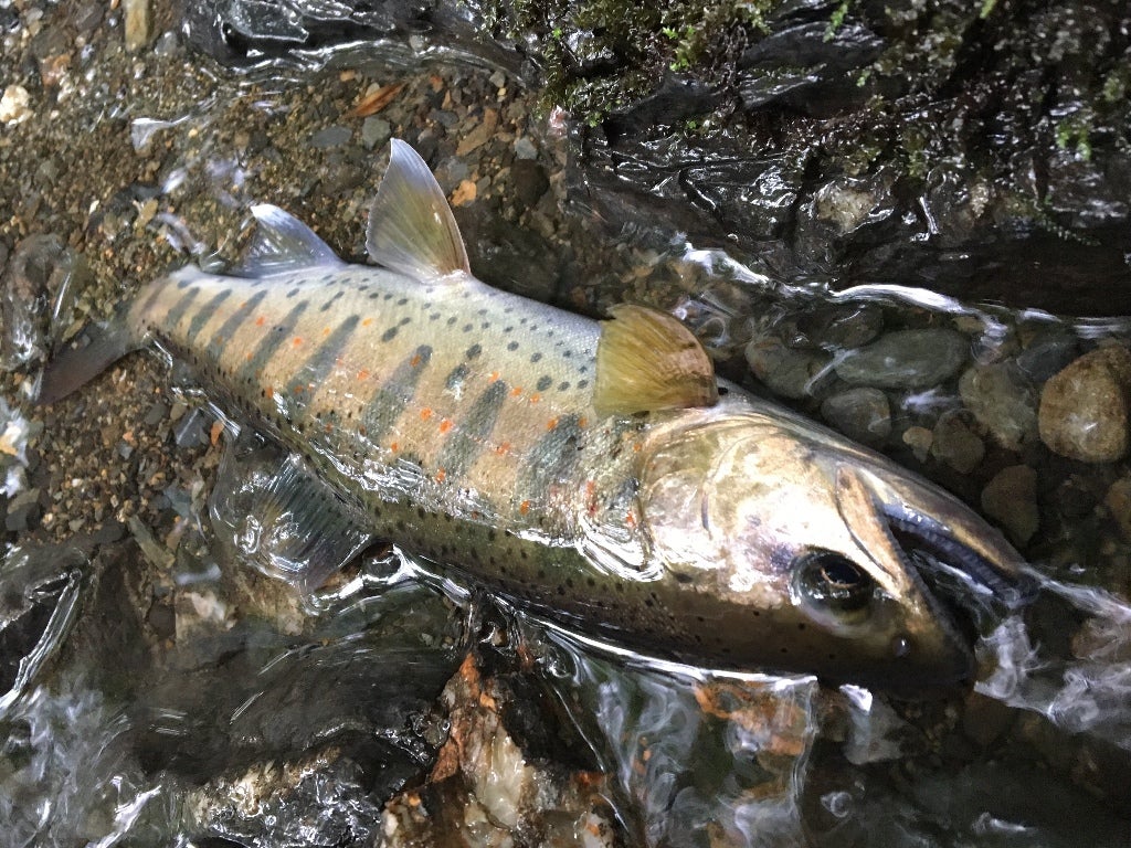 禁漁までの魚の記事画像