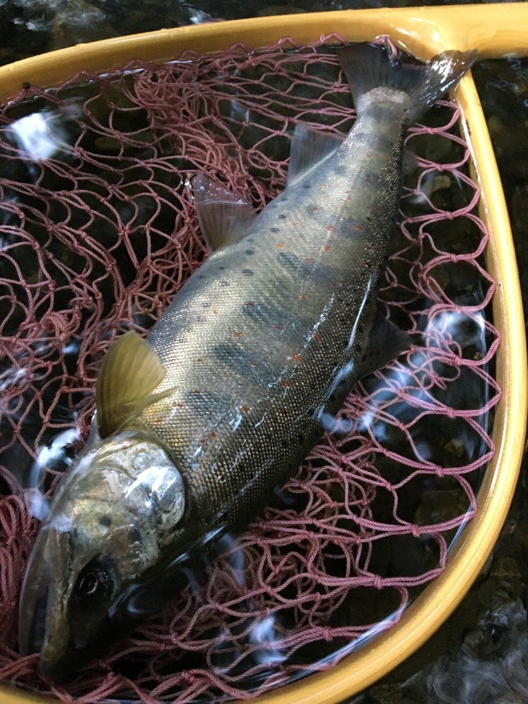 禁漁までの魚の記事画像