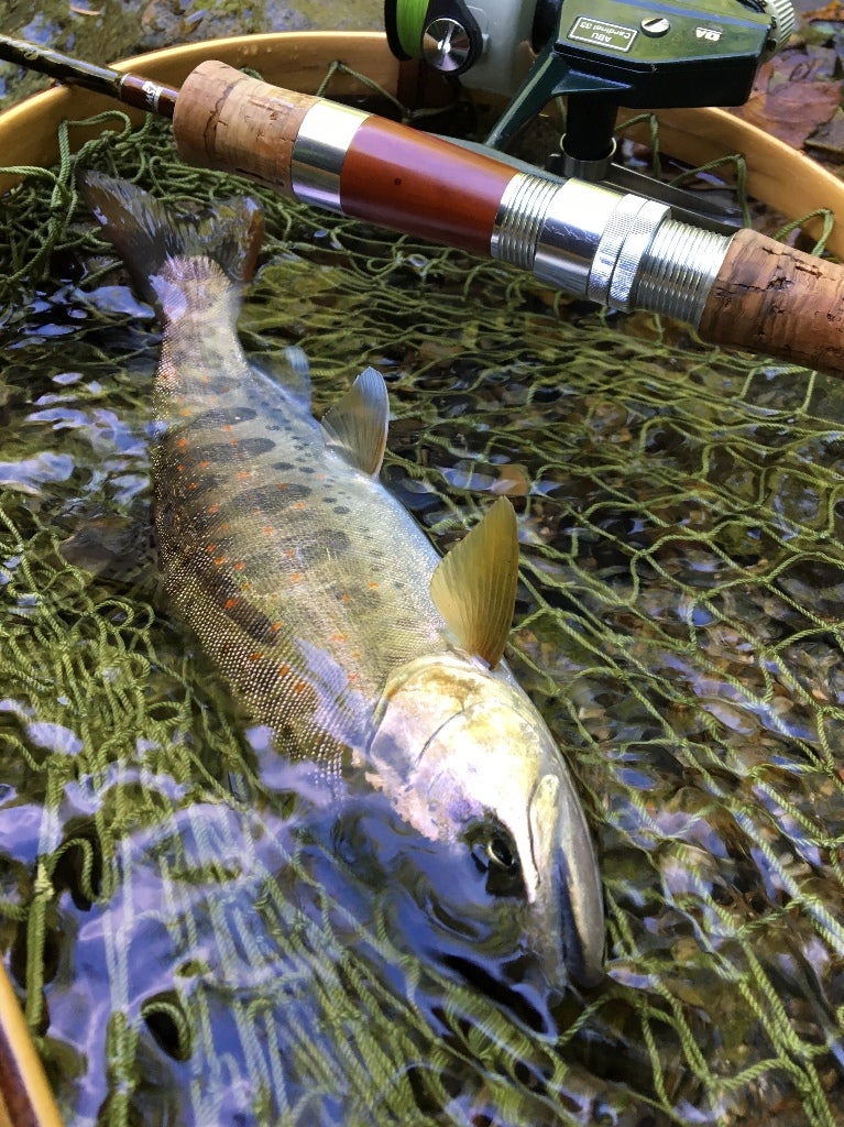 禁漁までの魚の記事画像