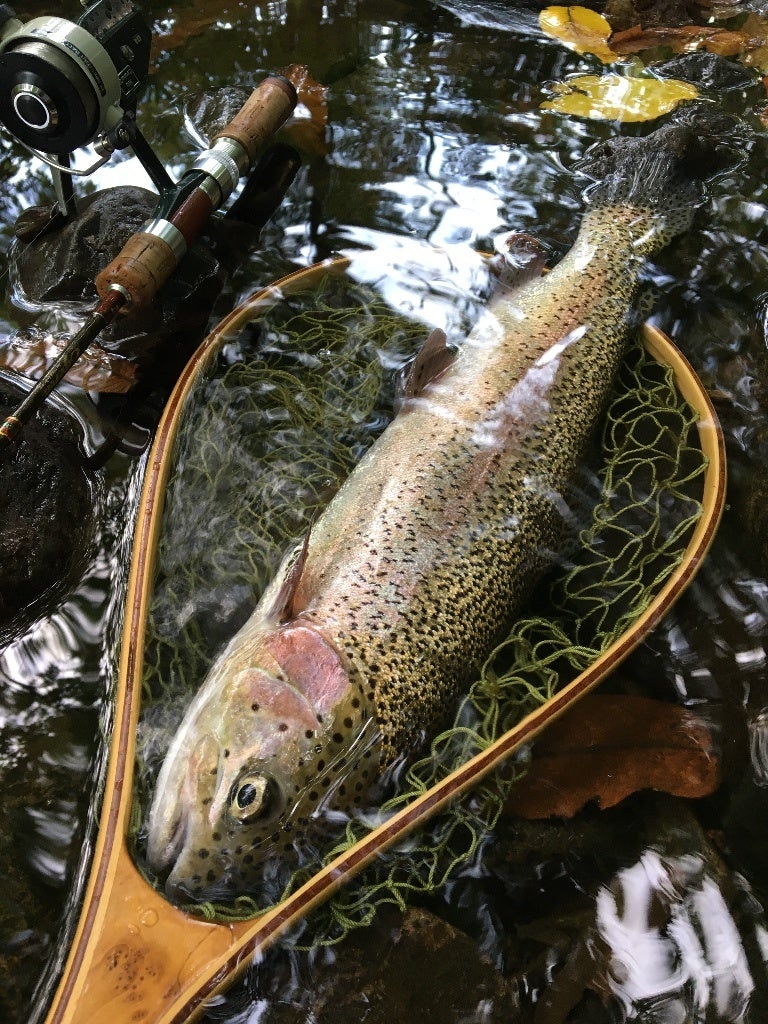 禁漁までの魚の記事画像