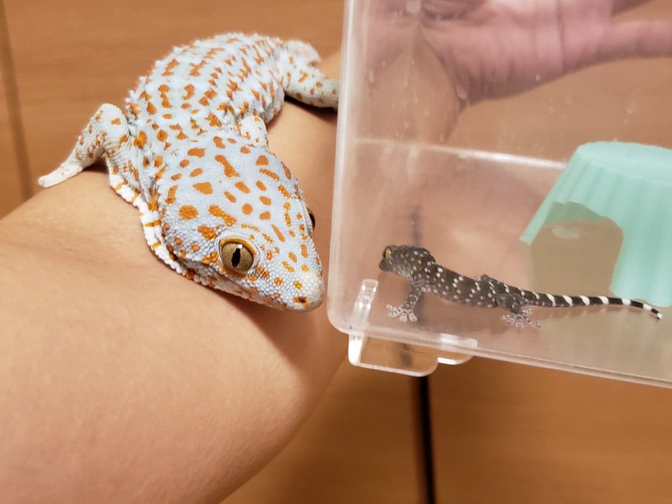 トッケイの繁殖について トッケイヤモリ Tokay Gecko との日々