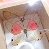 スカシジャノメ一族の秘密 / 蝶コレの色々難しい事の画像