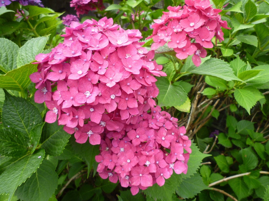 紫陽花　前橋広瀬川畔の記事画像
