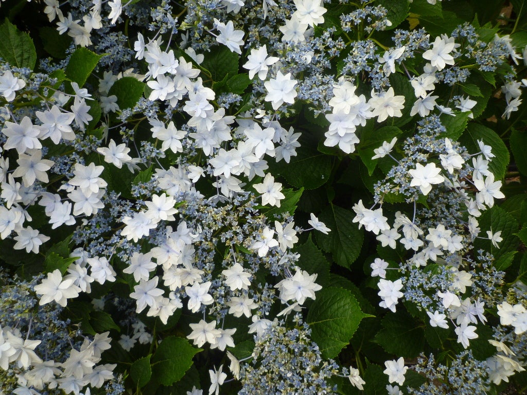 紫陽花　前橋広瀬川畔の記事画像