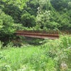 佐野元春　約束の橋の画像