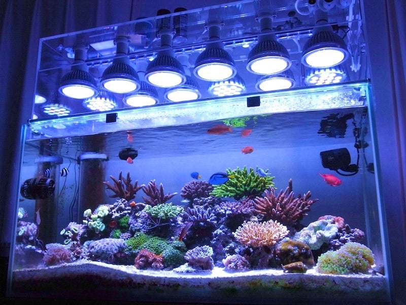 サンゴの飼育に適したLEDライトの選び方|波長、明るさ、おすすめLED6選 照明 | す〜さんの釣行記＆釣り情報・時々AQUA