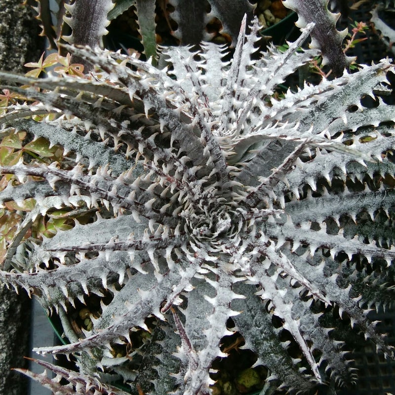 Dyckia fosteriana 'Special Spine' | Dyckia Maniax ディッキア・マニアックス アメブロ版