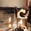 40匹多頭崩壊現場の猫達を救いたい❗️の画像