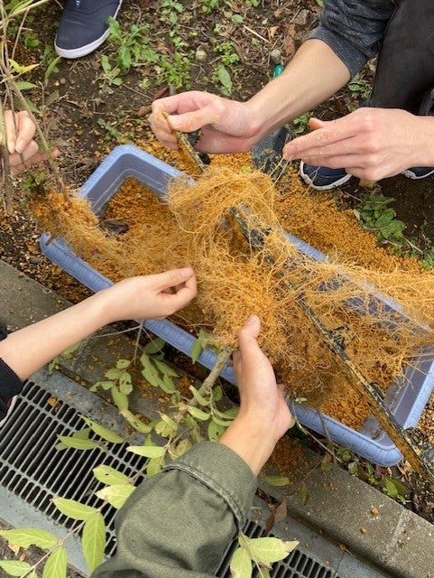 挿し木の掘り取り & 成長測定 | uehara iwao 上原 巌 のブログ