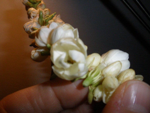 サンパギータの花飾りの悲哀 Sakura701 19のブログ