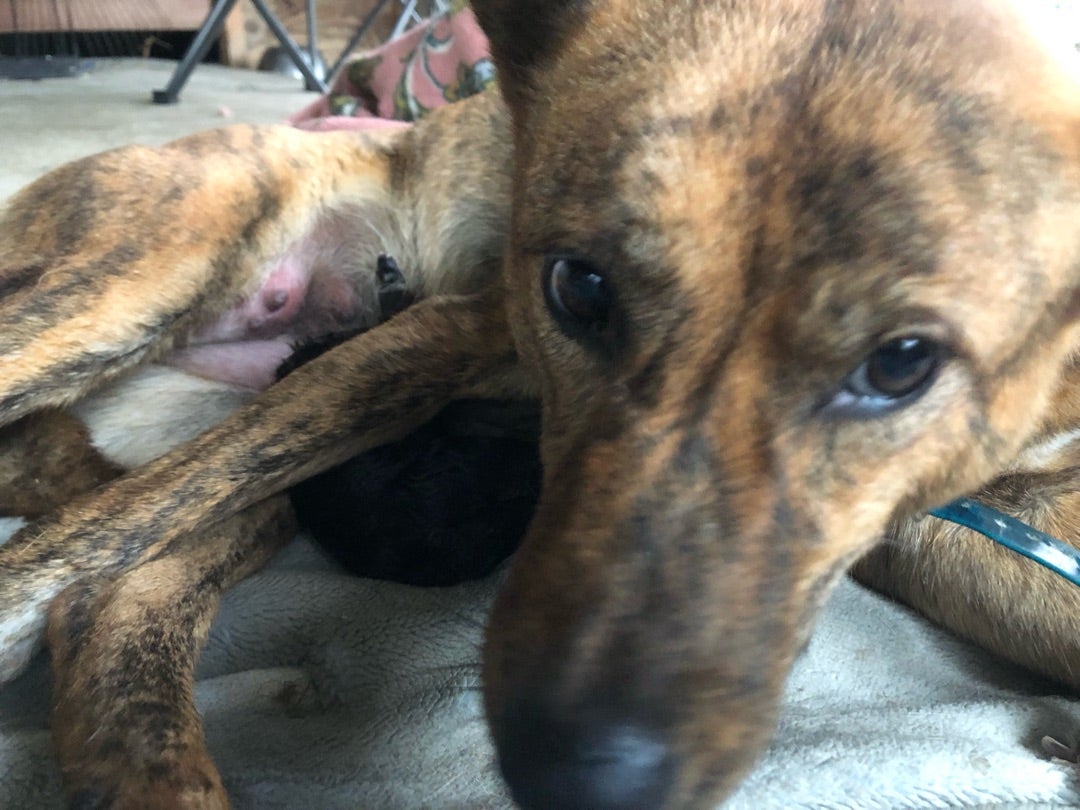 熊野地犬の子犬産まれる ブログ いのししむしゃ