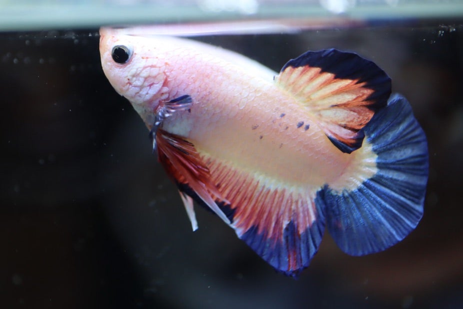 オリジナル 売り切れました。熱帯魚ベタ左右色ちがいピアス ピアス ... 売り切れました。熱帯魚ベタ左右色ちがいピアス