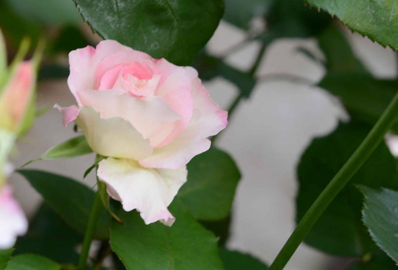 今秋の薔薇 ブライダル ピンク Roselyslilasのブログ
