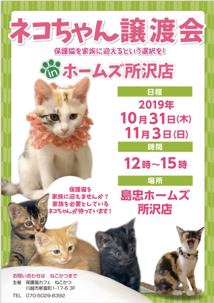 ホームセンター島忠さんの保護活動応援の本気度 保護猫カフェ ねこかつ 川越 大宮日進