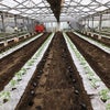 第1温室　トマト定植の画像