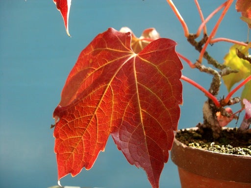 鉢植えのツタの紅葉写真を撮って10年になります ノリさんの盆栽