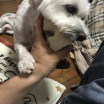 ブログ投稿画像