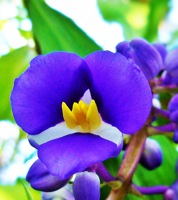 ブルージンジャー ちょうさんの花のブログ