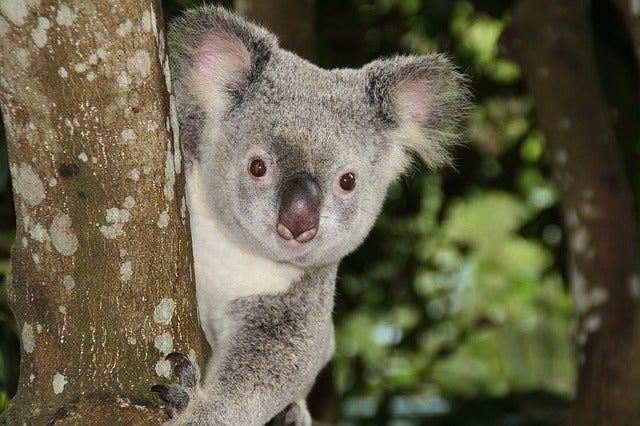 コアラの腸内細菌の話 人間より動物好きの獣医 シワ神シワ男