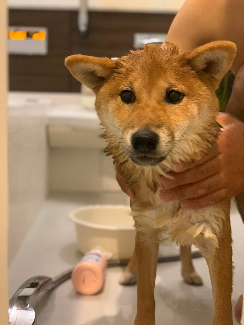 キチお風呂いれました(*´ω`*) 柴犬のキチのブログ