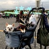 駒沢わんこ祭り　今更の戦利品の画像