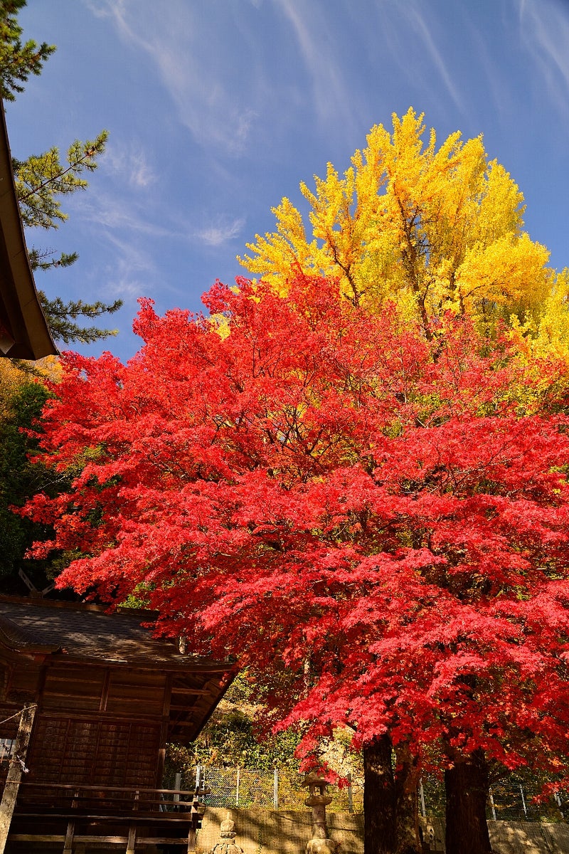 19 紅葉の秋の蒜山2 Meiのブログ
