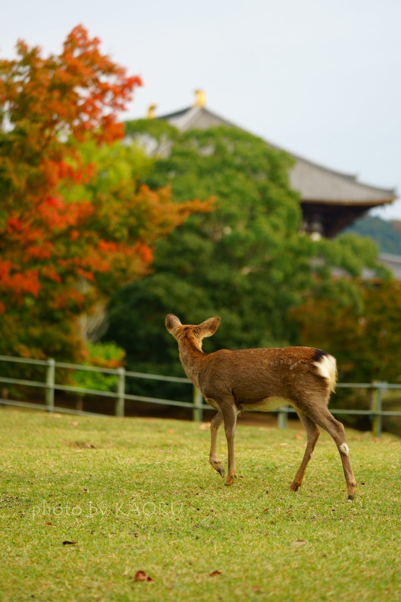 奈良公園　鹿　紅葉