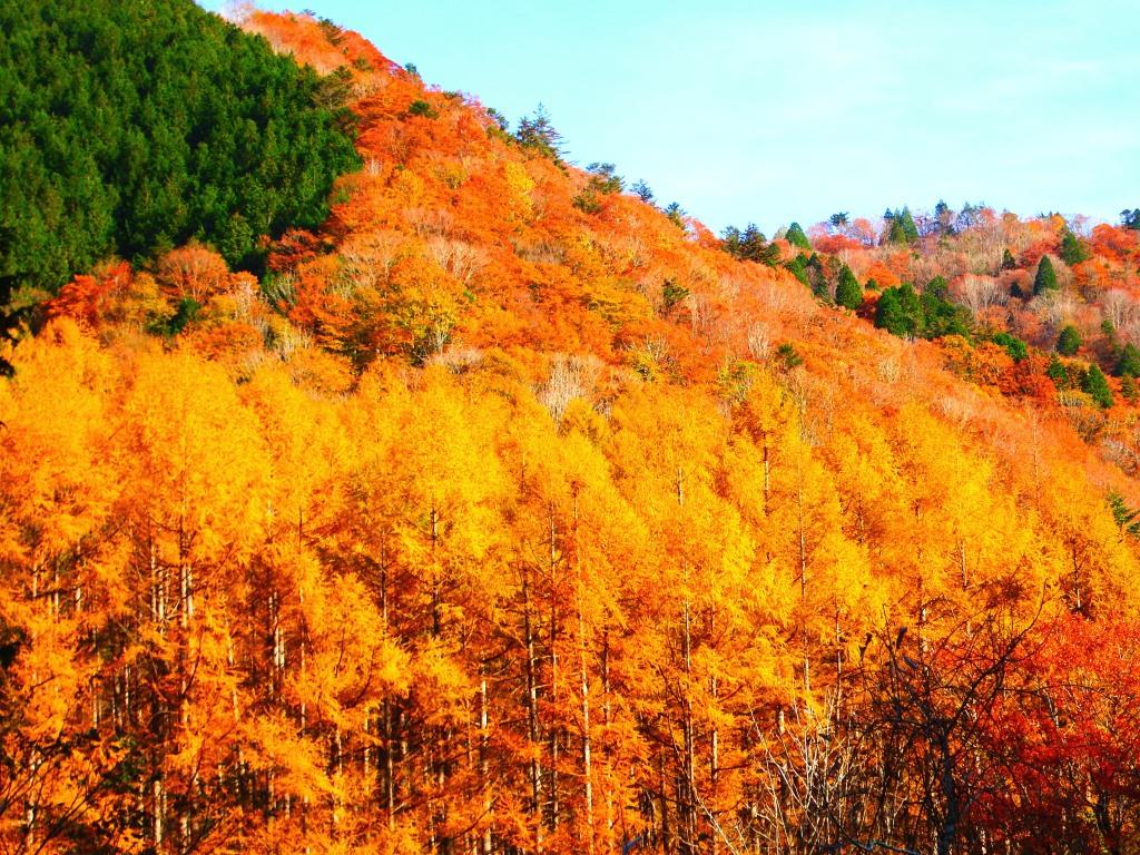 飛騨美濃せせらぎ街道の紅葉。。。 | ひとり歩きの独歩標 飛騨美濃せせらぎ街道の紅葉。。。 | ひとり歩きの独歩標