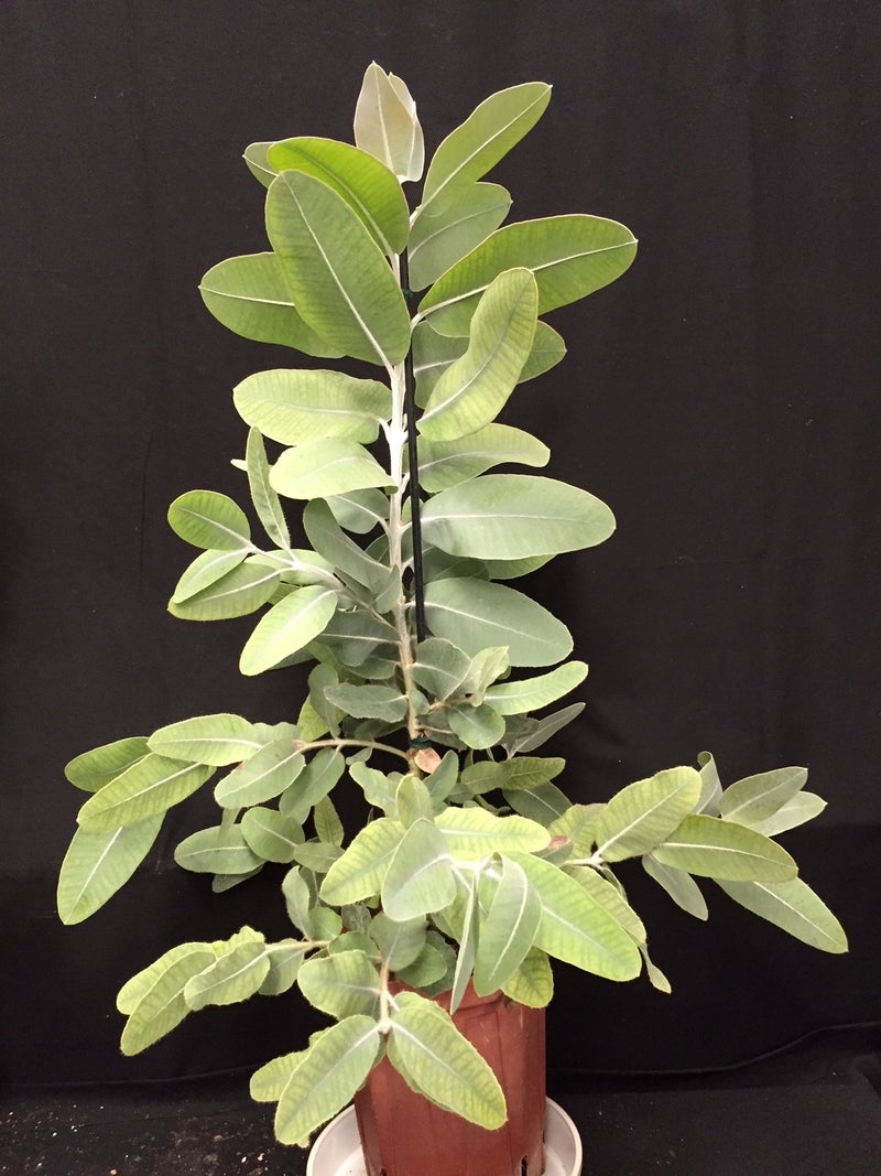 テトラゴナ Eucalyptus Pleurocarpa 追加記入付き ユーカリクリニック Eucalyptus Farm