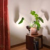 【ちょこっとインテリア】秋におすすめ！いつもの部屋を「癒し空間」にする、照明簡単テクニックの画像