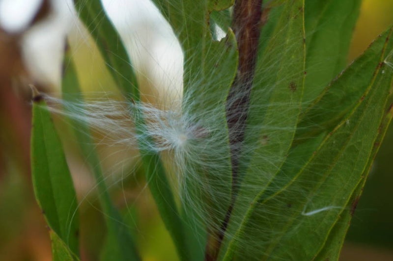 ガガイモの綿毛 謎の生物 ケサランパサランに見えますか アラコキからの徒然なる日々
