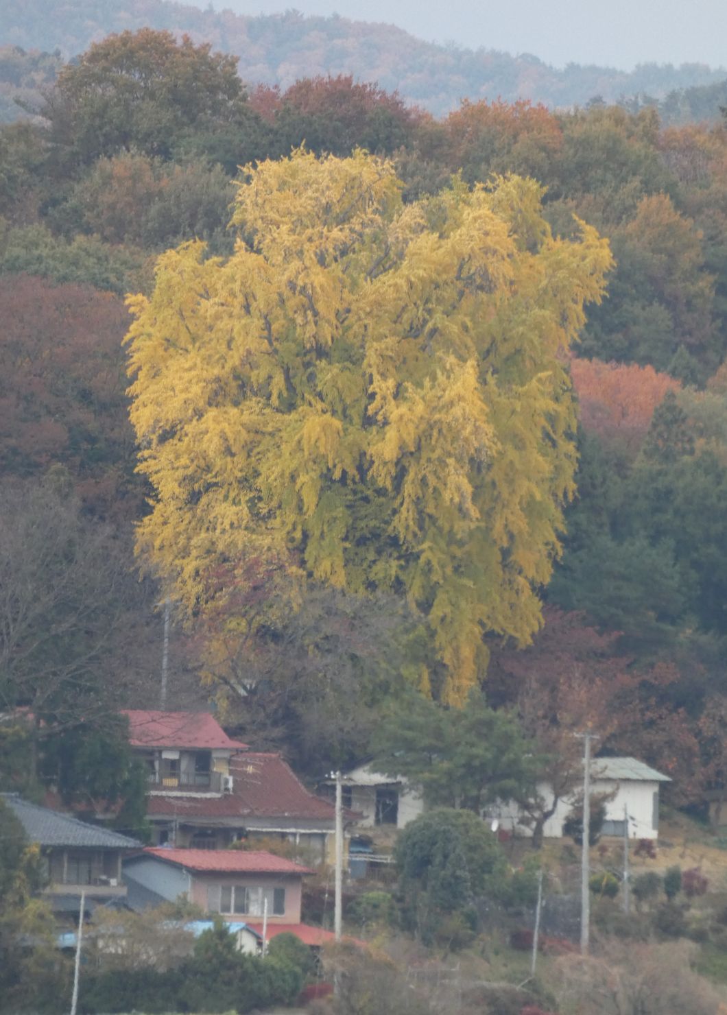 二本松市の巨木、館野の大イチョウ、遠くからでもよく見える、2019-11-16