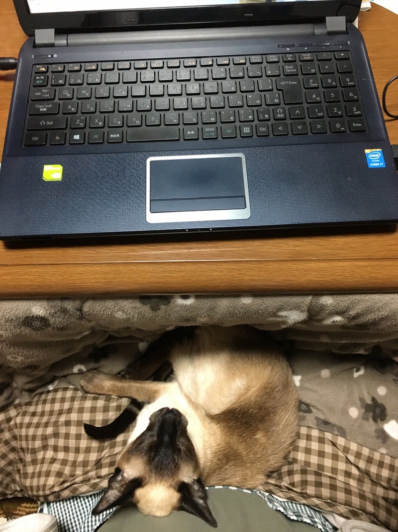 シャム猫ランちゃん コタツとパソコンと猫 シャム猫えきさいてぃんぐきゃっつ