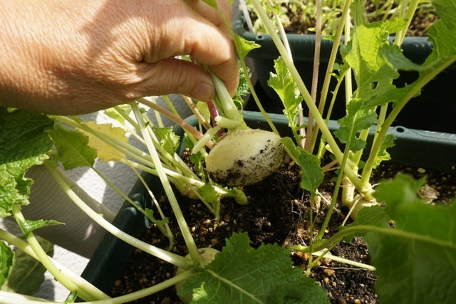 新品登場 カブ 白の宝石 小カブ 根菜類 小袋〈2ml 約350粒〉 自然農法種子 無農薬 固定種