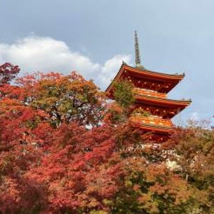 在京都，秋天的景色好美❣️の画像