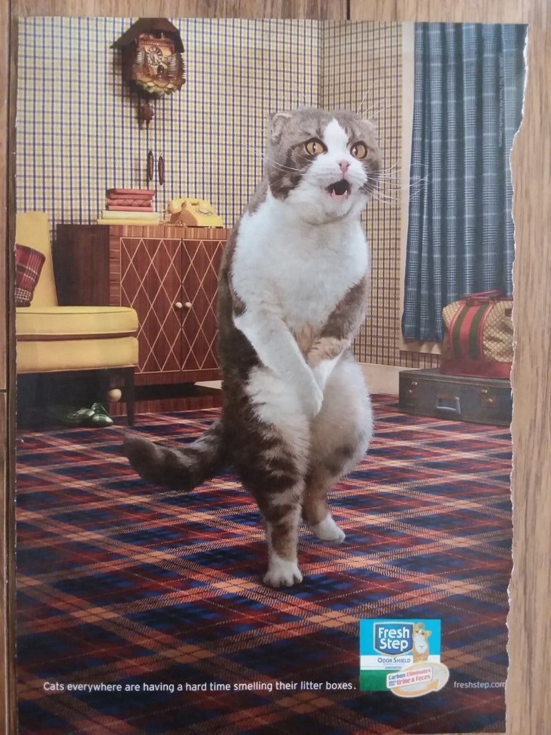 雑誌広告の可愛い 面白い 猫達 砂漠であみもの