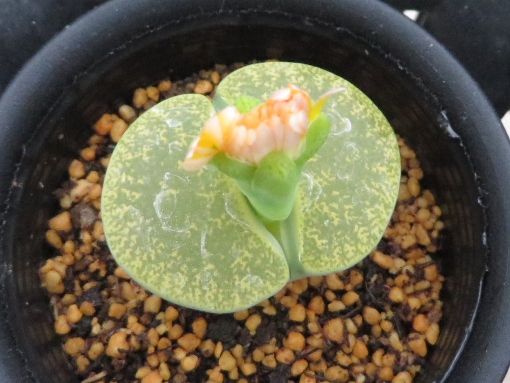 リトープス緑色変異グループ | masakatoの植物雑記 リトープス緑色変異グループ | masakatoの植物雑記