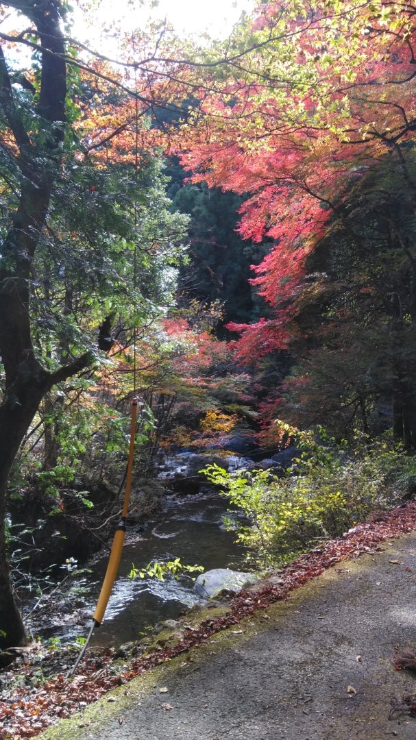 紅葉と気になるあれこれ 佐野市 うるるの趣味道楽
