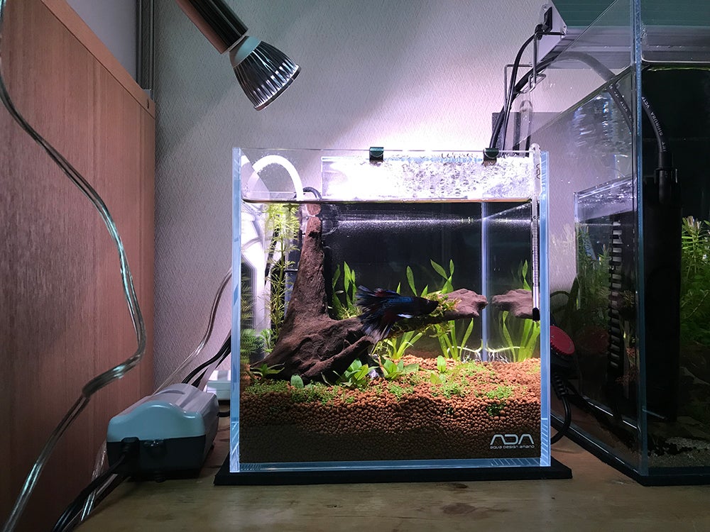 完売】 ADA アクアスカイ 301 LED照明 魚用品/水草 完売】 ADA アクアスカイ 301 LED照明 魚用品/水草