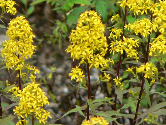 アキノキリンソウ 秋の麒麟草 花調べ Mi Gu Me73のブログ アキノキリンソウ 秋の麒麟草 花調べ Mi Gu Me73のブログ