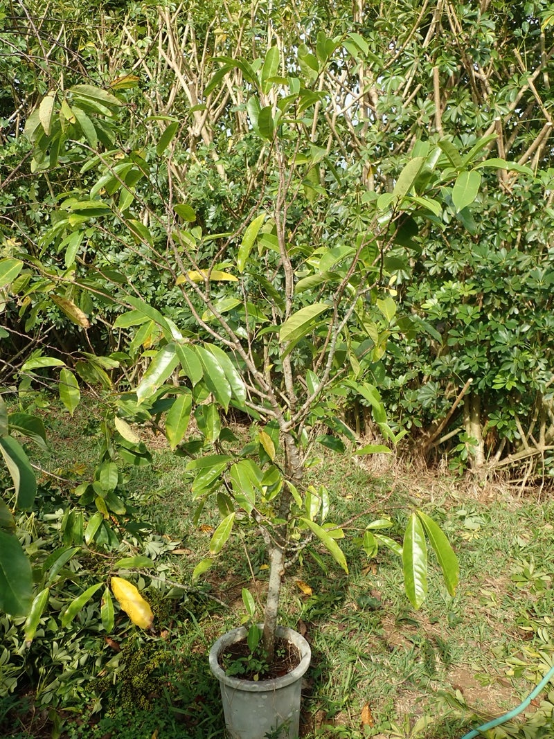 トゲバンレイシの蕾 石垣島deマンゴー栽培 黒毛和牛繁殖 小川ふぁーむblog
