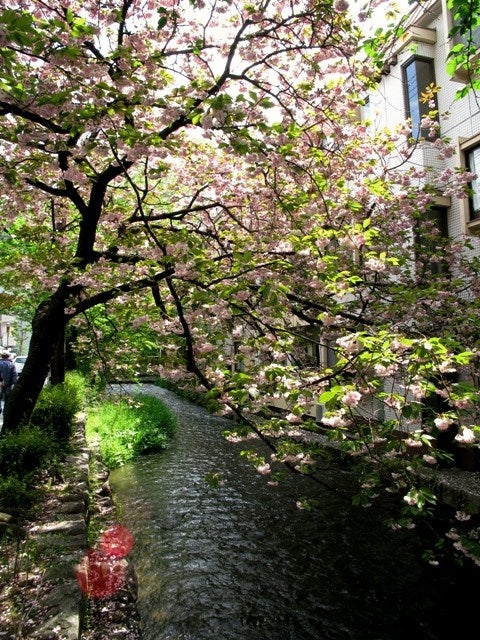 KYOTO  Ⅱの記事画像